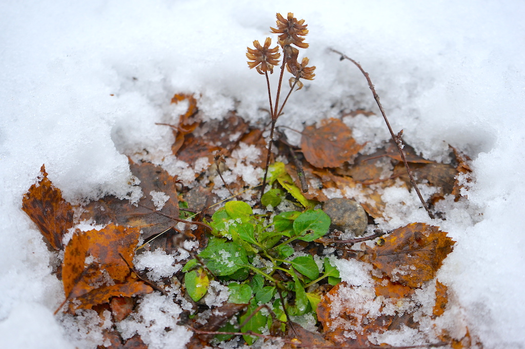 Green plants are hidden under snow