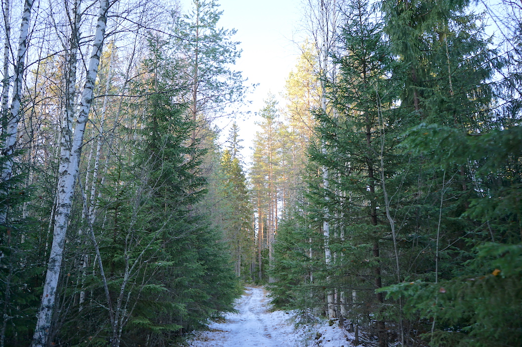 fir trees