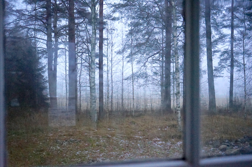 forest through the window