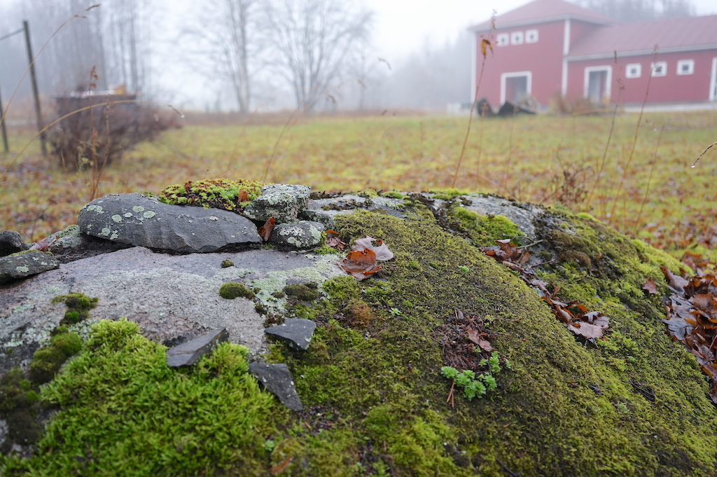 stone with moss