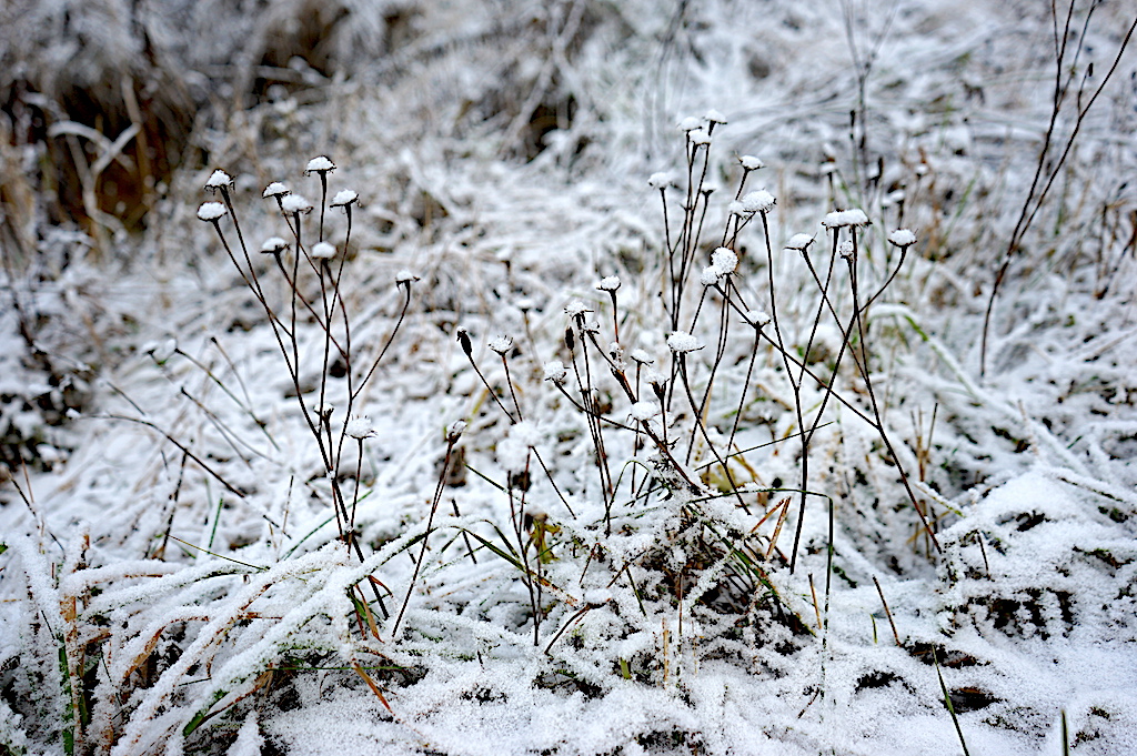 plant on icy ground