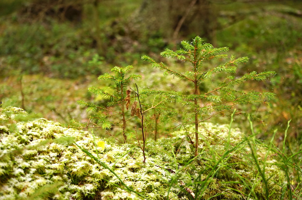 Small fir trees in a forest