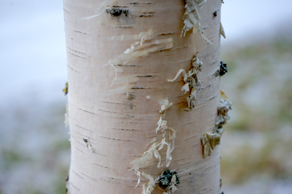 white birch's bark
