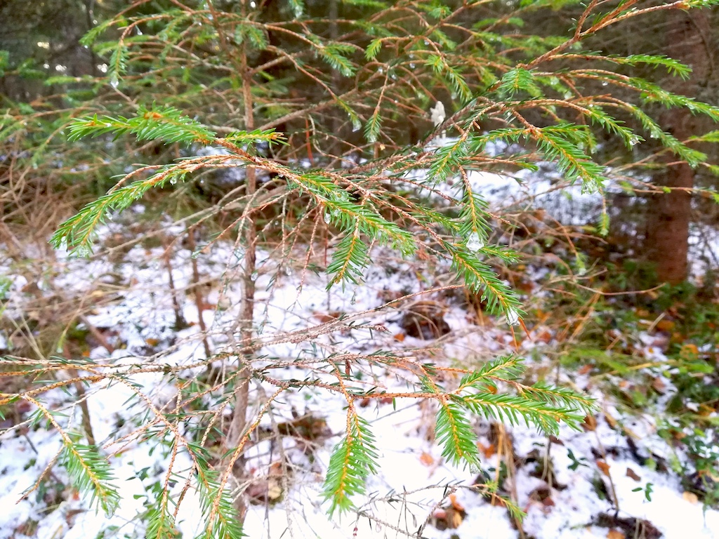 Snow crystal at the edge of fir trees