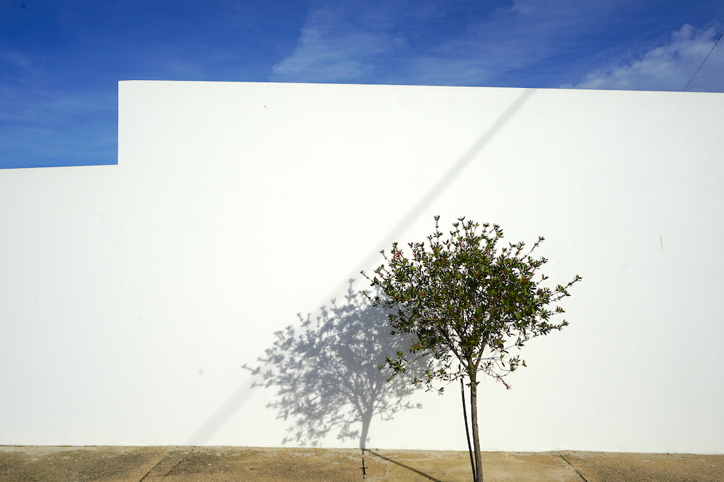 a tree in front of a white wall